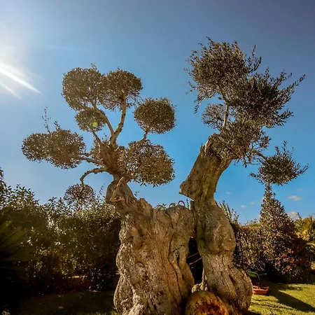 Caraitria * מרטינה פרנקה